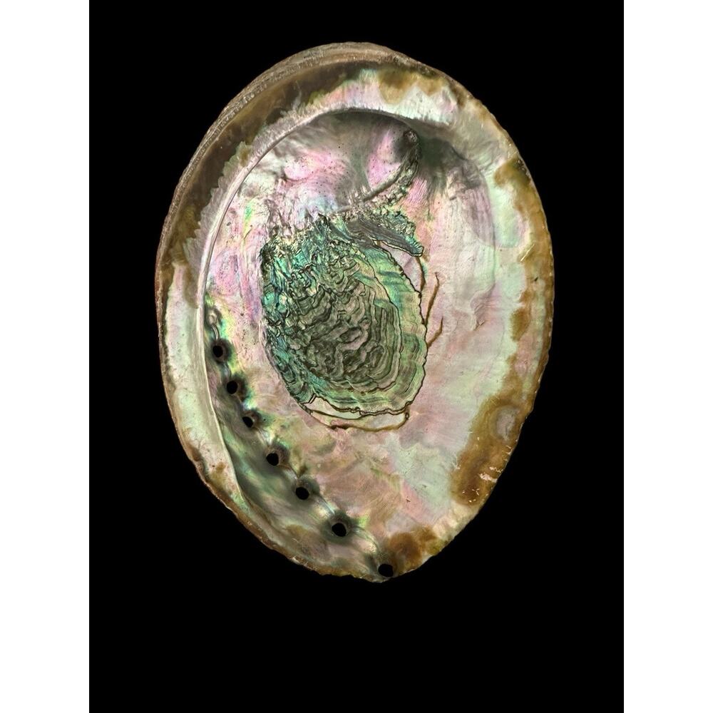 Large Natural Abalone Shell 6” Iridescent Mother of Pearl Smudging Bowl Trinket - Picture 8 of 10